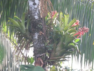 Aechmea chantinii, photographed by Juan Carlos Caicedo Hernández