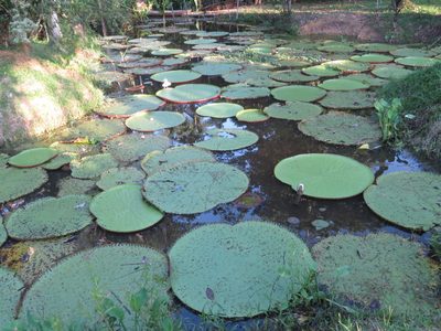 Victoria amazonica, photographed by Juan Carlos Caicedo Hernández