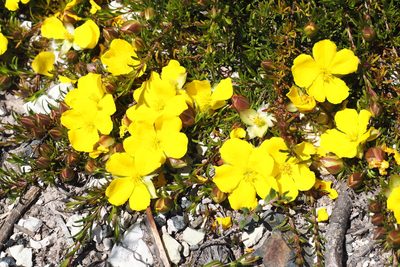 Hibbertia procumbens, photographed by Jesse de Vries