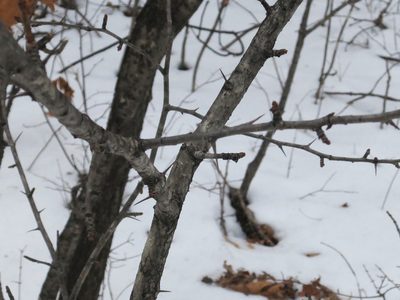 Crataegus pinnatifida, photographed by Repina Tatyana