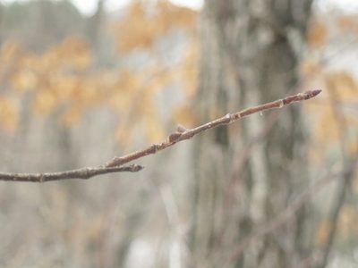 Prunus maximowiczii, photographed by Repina Tatyana