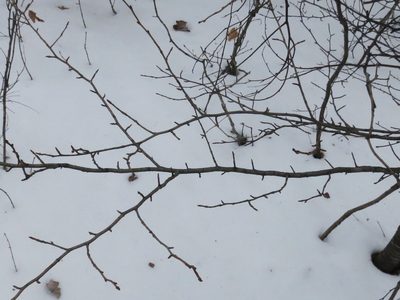 Prunus maximowiczii, photographed by Repina Tatyana