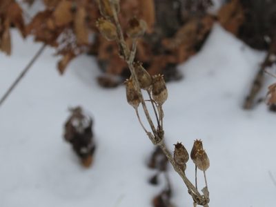 Silene firma, photographed by Repina Tatyana