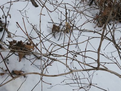 Lonicera praeflorens, photographed by Repina Tatyana