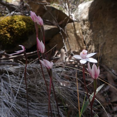 Caladenia alpina, photographed by Cowirrie