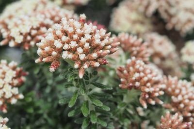 Ozothamnus reflexus, photographed by Jesse de Vries