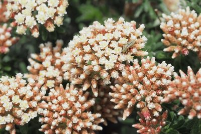 Ozothamnus reflexus, photographed by Jesse de Vries