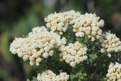 Ozothamnus reflexus, photographed by Jesse de Vries