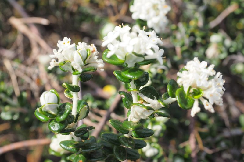 Pimelea nivea, photographed by Jesse de Vries