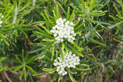 Ozothamnus reticulatus, photographed by Jesse de Vries