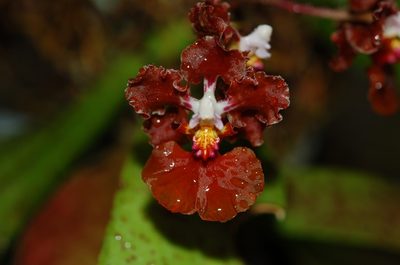 Trichocentrum luridum, photographed by Neptalí Ramírez Marcial
