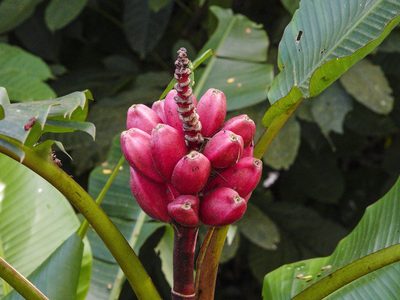 Musa velutina, photographed by Cheongweei Gan