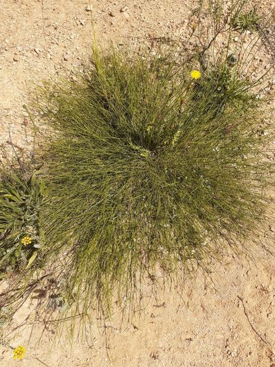 Psoralea cataracta, photographed by Brian du Preez
