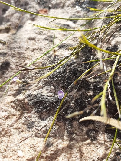 Psoralea cataracta, photographed by Brian du Preez