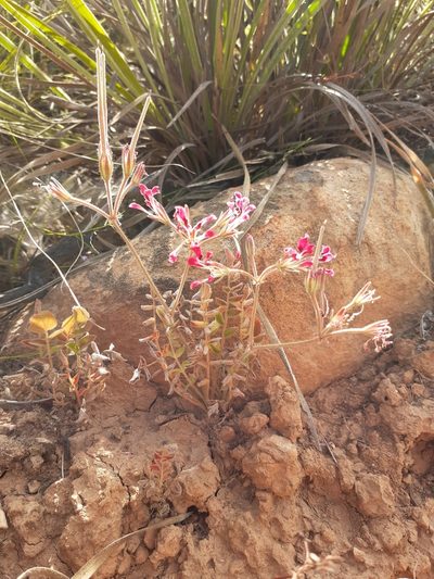 Pelargonium trifoliolatum, photographed by Brian du Preez