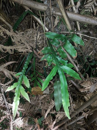 Austroblechnum patersonii, photographed by naturewatchwidow