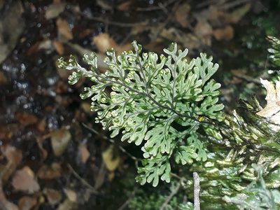 Hymenophyllum australe, photographed by Leon Perrie