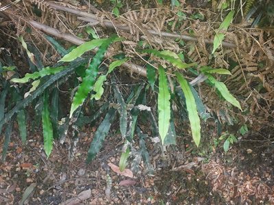 Austroblechnum patersonii, photographed by Leon Perrie