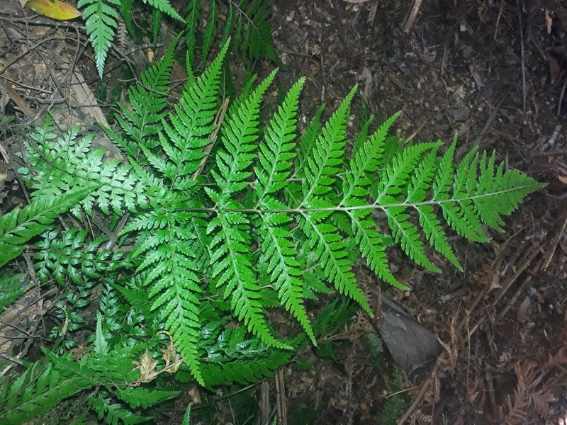 Parapolystichum acuminatum, photographed by Leon Perrie
