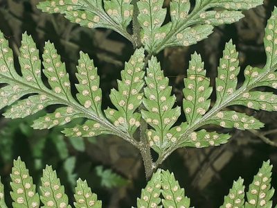 Parapolystichum acuminatum, photographed by Leon Perrie