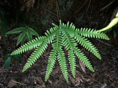 Sticherus urceolatus, photographed by naturewatchwidow