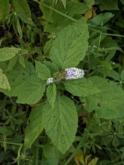 Heliotropium elongatum, photographed by Macelo Costa