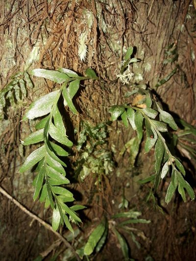 Tmesipteris ovata, photographed by naturewatchwidow