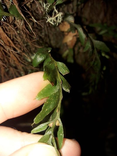 Tmesipteris ovata, photographed by naturewatchwidow