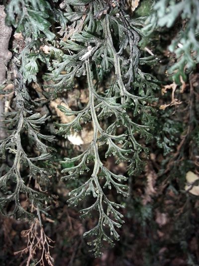 Hymenophyllum australe, photographed by naturewatchwidow