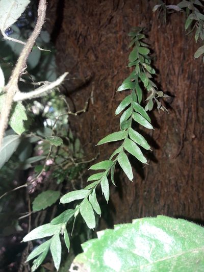 Tmesipteris obliqua, photographed by naturewatchwidow