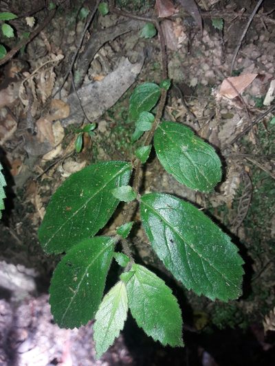 Fieldia australis, photographed by naturewatchwidow