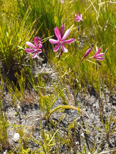 Geissorhiza burchellii, photographed by Brian du Preez