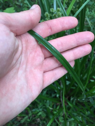 Cyperus solidus, photographed by Sunčana Bradley