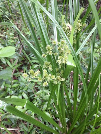 Cyperus solidus, photographed by Sunčana Bradley