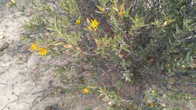 Chuquiraga avellanedae, photographed by Leonardo Bergamini