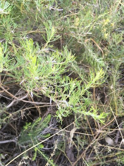 Grevillea crithmifolia, photographed by Samuel Brown