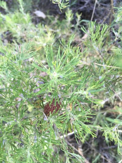 Grevillea crithmifolia, photographed by Samuel Brown