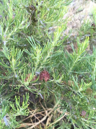 Grevillea crithmifolia, photographed by Samuel Brown
