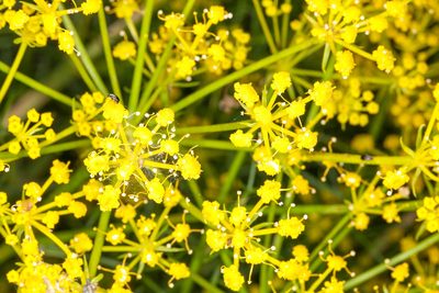 Cachrys sicula, photographed by Drepanostoma