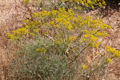 Cachrys sicula, photographed by Drepanostoma