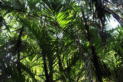 Bactris major, photographed by Andrés Ramírez-Barrera