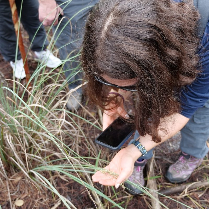 Carex verrucosa, photographed by Valerie Anderson