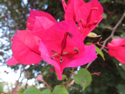 Bougainvillea spectabilis, photographed by Diogo Luiz