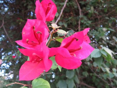Bougainvillea spectabilis, photographed by Diogo Luiz