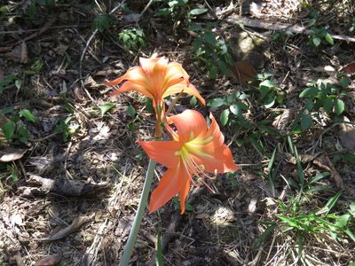Hippeastrum striatum, photographed by Diogo Luiz