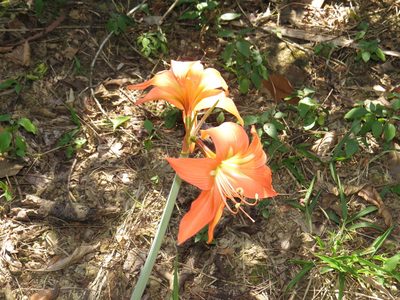 Hippeastrum striatum, photographed by Diogo Luiz