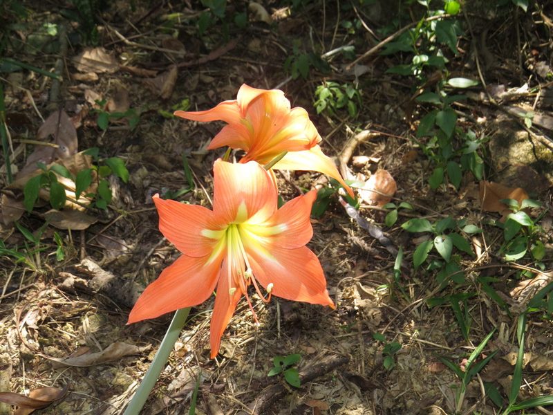 Hippeastrum striatum, photographed by Diogo Luiz
