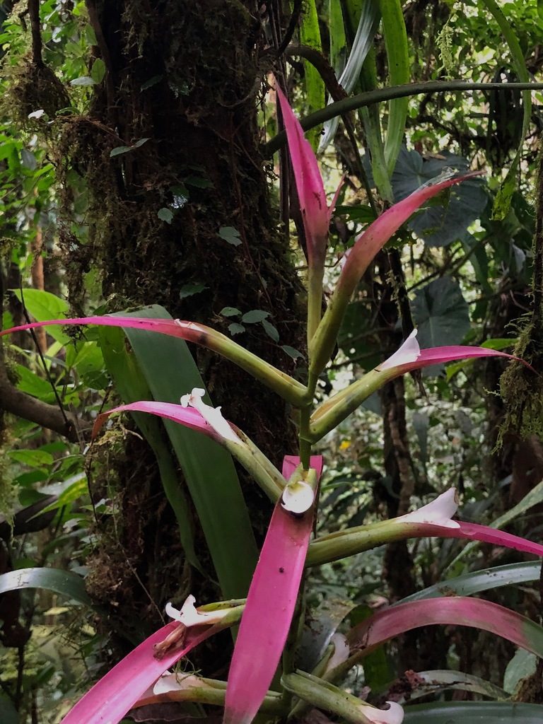 Guzmania wittmackii, photographed by desertnaturalist