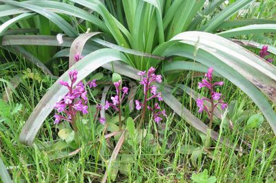 Orchis quadripunctata, photographed by Ed Alverson