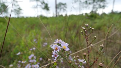 Symphyotrichum walteri, photographed by Valerie Anderson